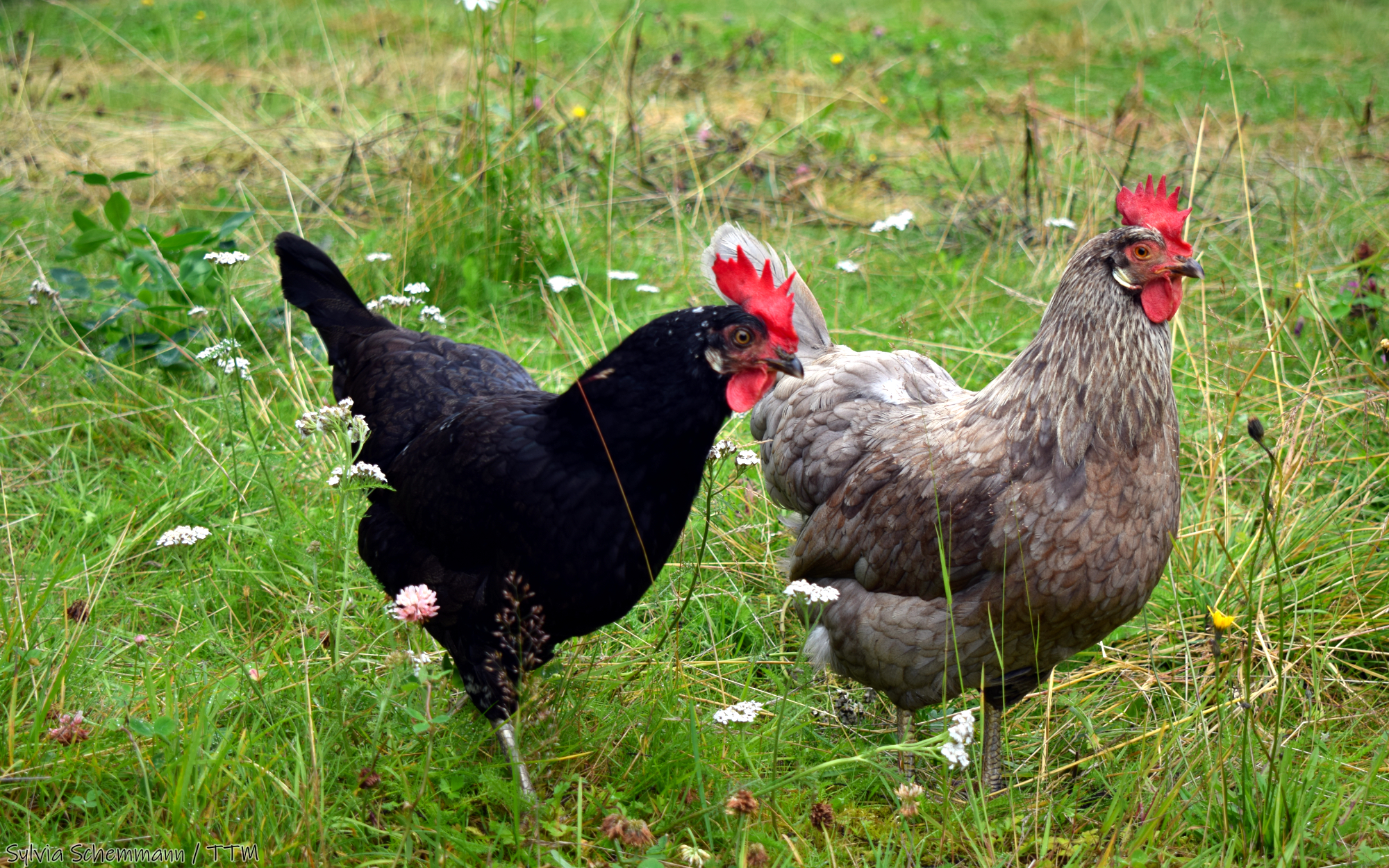Ein schwarzes und ein graues Huhn auf einer Wiese im Wikinger-Dorf Gudvangen, Norwegen
