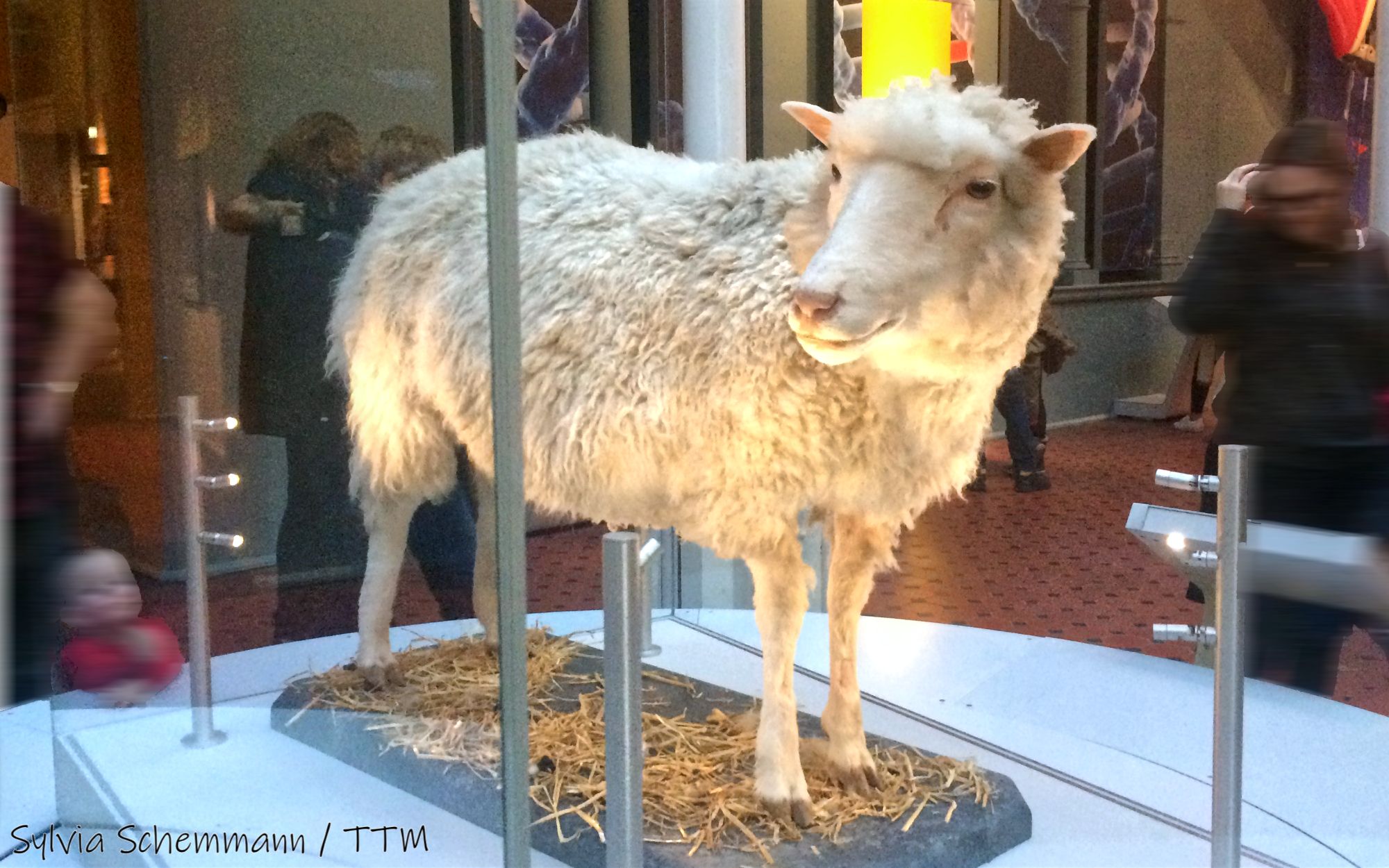 Ein ausgestopftes Schaf im National Museum of Scotland, Edinburgh, Großbritannien. Zum Thema: Edinburgh Sehenswürdigkeiten Geschichte