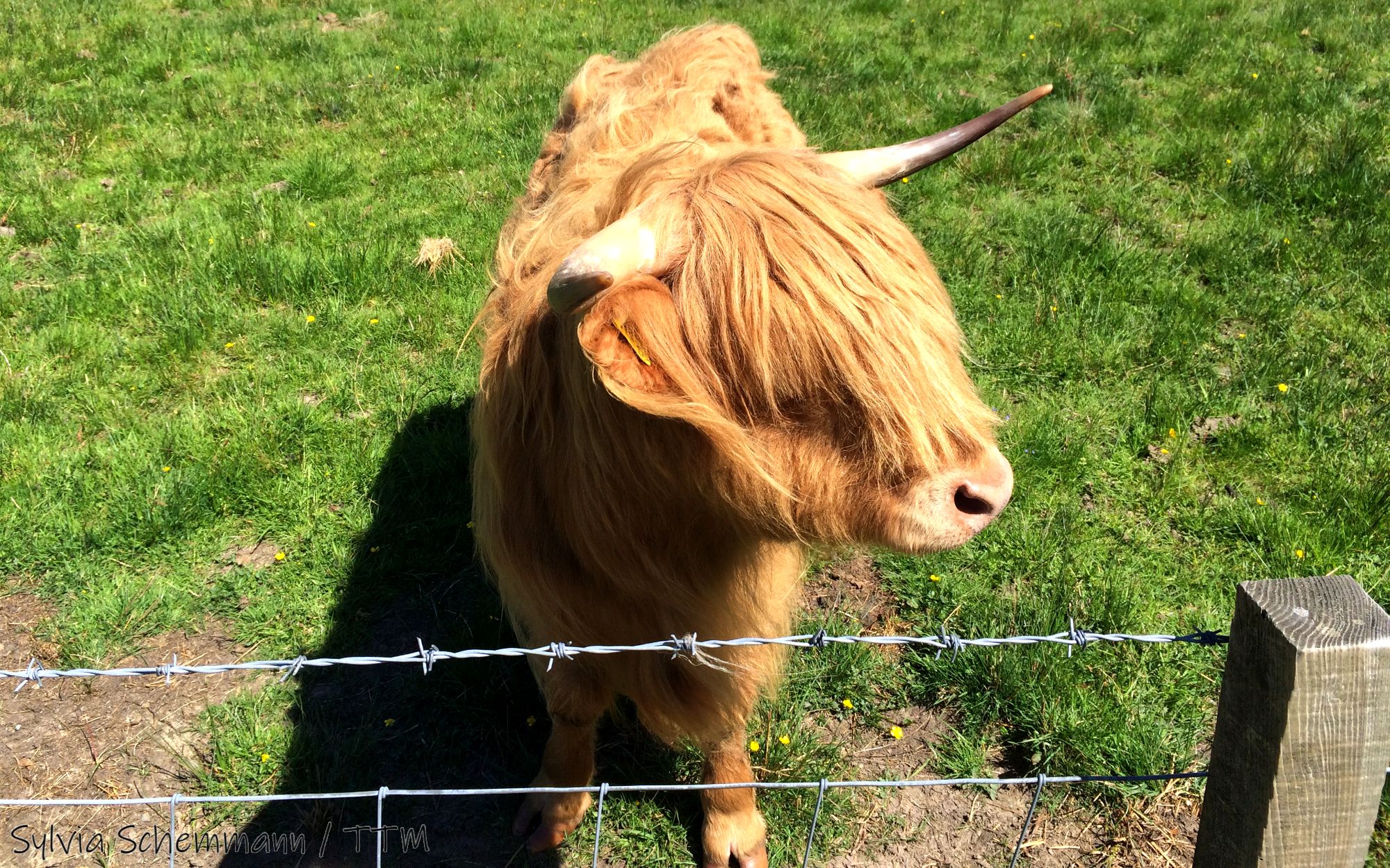Eine Highland Cow mit langem braunen Fell auf der Weide, in Schottland, Großbritannien.