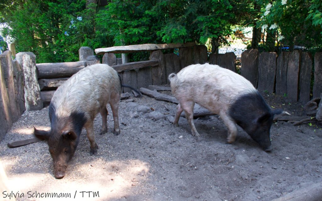 Schweine in einem Gehege im Archäologischen Freilichtmuseum Oerlinghausen