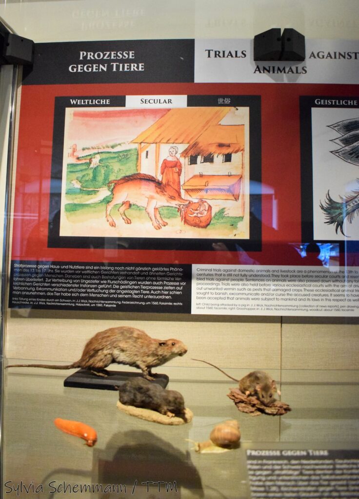 Eine Tafel mit der Aufschrift "Prozesse gegen Tiere", darunter eine historisierte Darstellung von einem Schwein, das einen Säugling angreift, eine Frau steht im Hintergrund. Vor dem Schild sind ausgestopfte Ratten, Mäuse und Schnecken zu sehen. Vitrine im Mittelalterlichen Kriminalmuseum Rothenburg.