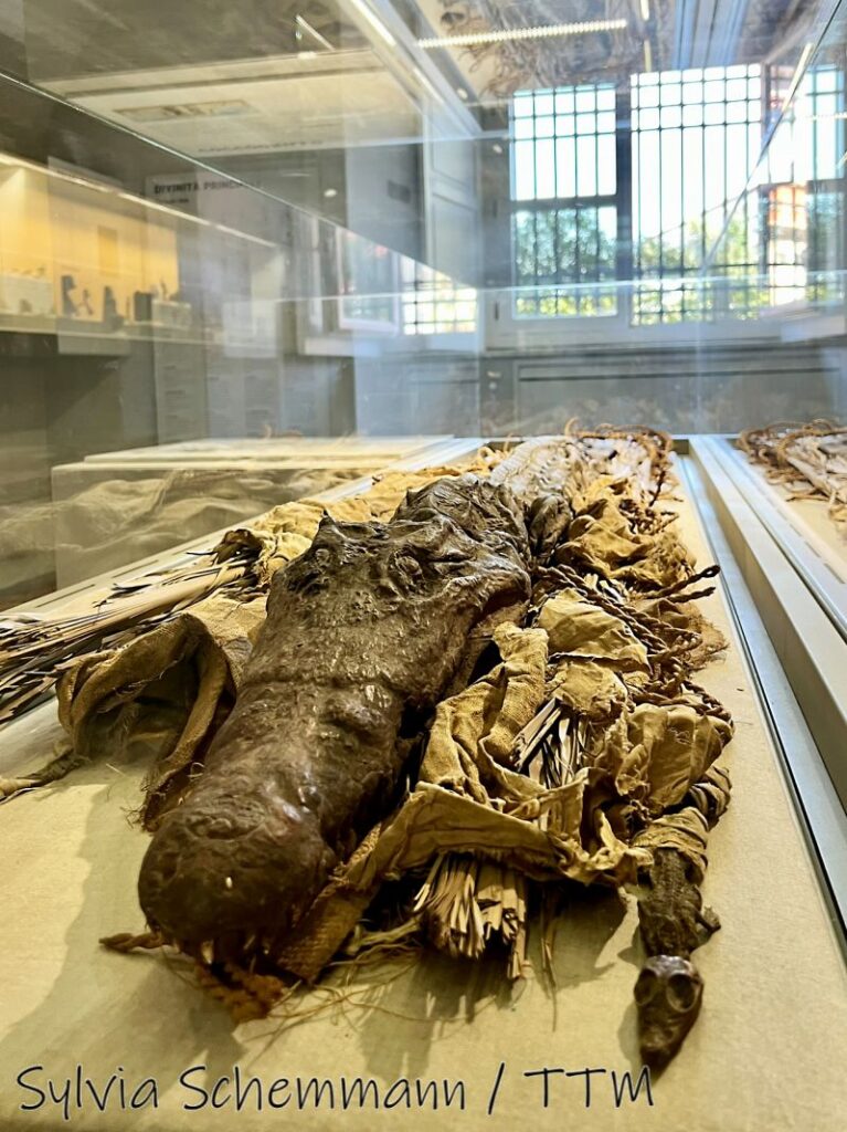 Mumifiziertes Krokodil in der Altägyptischen Abteilung, Archäologisches Nationalmuseum Neapel